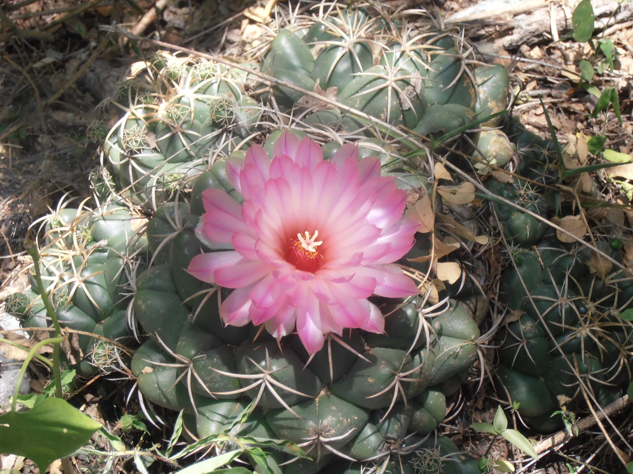 Coryphantha elephantidens